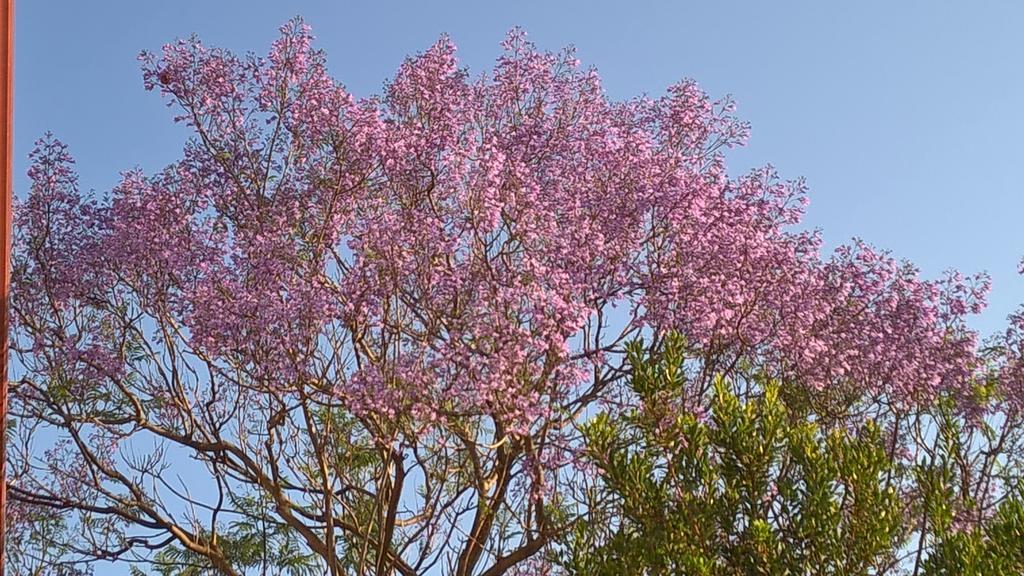 Готель La Jacaranda Сант'Антьоко Екстер'єр фото